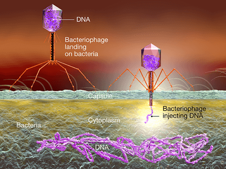 Coliphages: The New Microbial Water Indicators