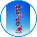 Molecular model system miniDNA® / RNA Kits