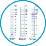 Protein Ladders, Prestained