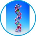 Molecular model system miniDNA® / RNA Kits