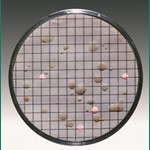 Sartorius Lab Nutrient carton discs Chromo Cult 47 mm, PU=100 14087--47------N