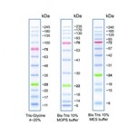 Cleaver Scientific Blue Wide Range Protein Ladder (10-245kDa) 500ul CSL-BBL