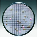 Sartorius Lab Nutrient pads Tergitol TTC, 47 mm, pack of 100 14055--47------N