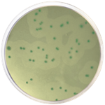 Listeria Chromogenic Agar Base according to Ottaviani and Agosti ISO Condalab 1345