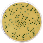 Chromogenic Cronobacter Isolation Agar Condalab 1446