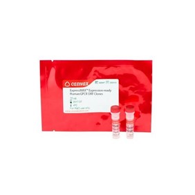 Canvax Succinate Receptor 1 G0625-A