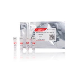 Canvax First Strand cDNA Synthesis Kit PR008